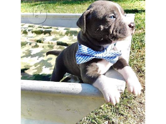 PoulaTo: Τέσσερα κουτάβια Pitbull